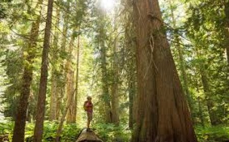 The Role of Sustainable Woodland Management in Environmental Conservation