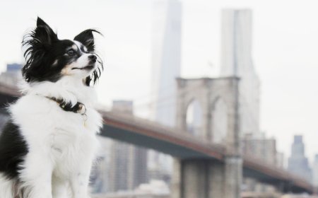 Premium Home Pet Care Services: Trusted & Loving Pet Sitters