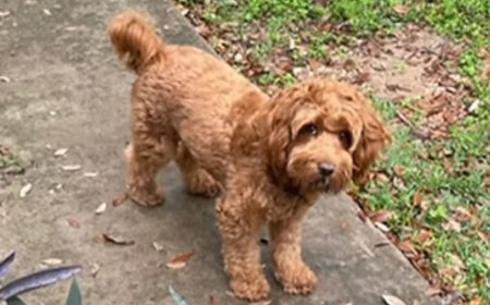 Are There Seasonal Trends for Buying Labrador Puppies in Austin, TX?