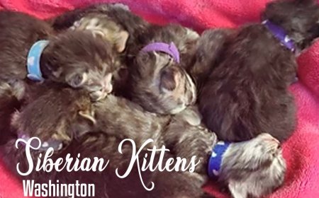 The Longest Promise: Why Choosing the Right Home Matters for Every Kitten