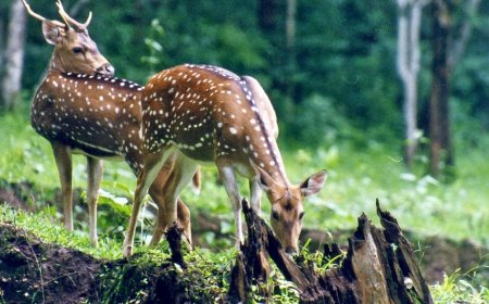 Chandigarh to Manali Tour Package – A Scenic Journey into the Hills