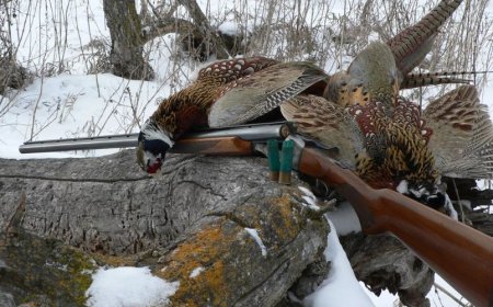 How Women Learn To Hunt Upland Birds In The Bay Area With Support?