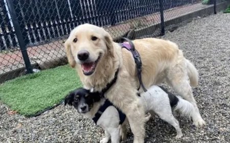Mistakes Pet Owners Make with Full Day Doggy Day Care in Hoboken