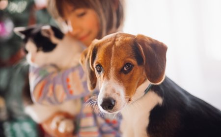 Pet Boarding West Palm Beach: Everything Pet Owners Should Know