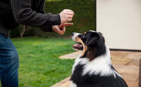 Dog Training Services NYC: Helping Dogs and Owners Live Better Together