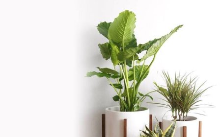 Real Plant Pot And The Quiet Way It Transforms Everyday Spaces