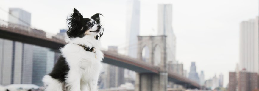 Premium Home Pet Care Services: Trusted & Loving Pet Sitters