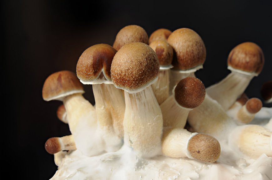 Why Are People Searching for Penis Envy Mushrooms for Sale Today?