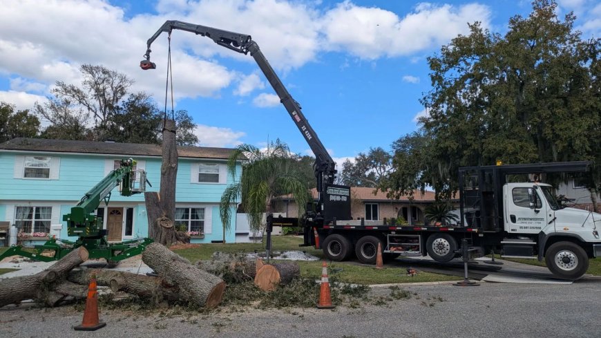 How Proper Tree Maintenance Adds Value to Homes in Jacksonville, FL?