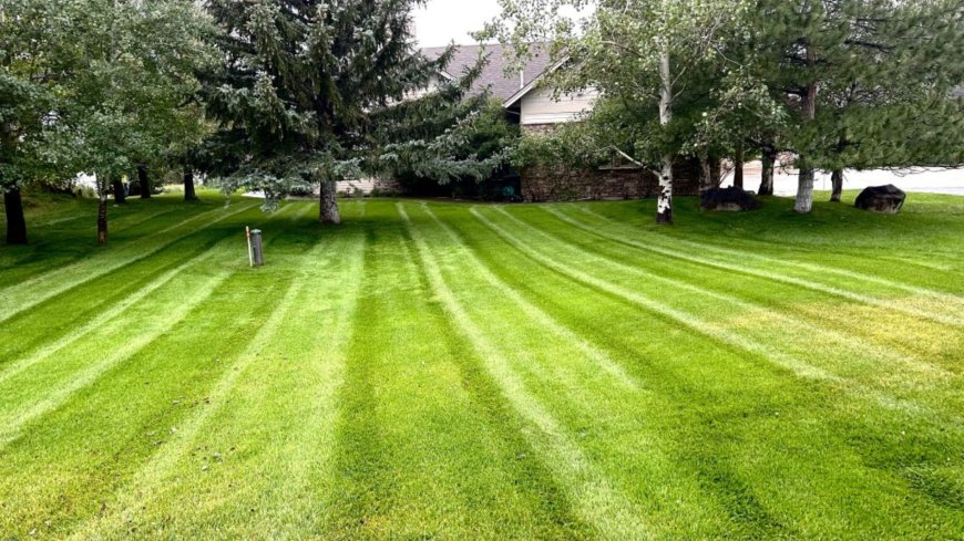 Local Lawn Care Companies That Make Your Lawn the Envy of the Neighborhood