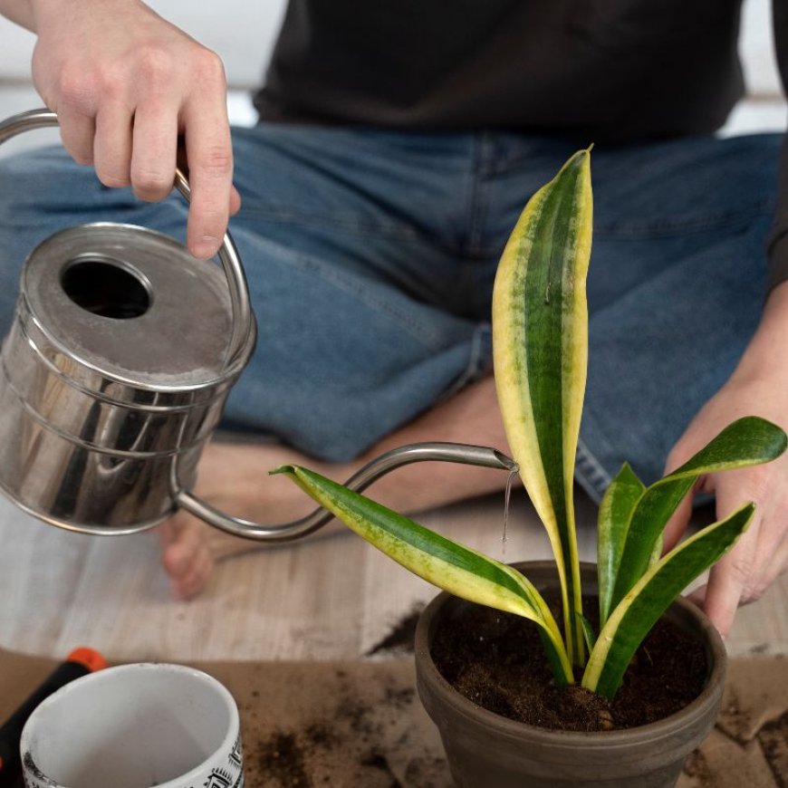 How the Right Cal Mag for Plants Transformed My Growing Season