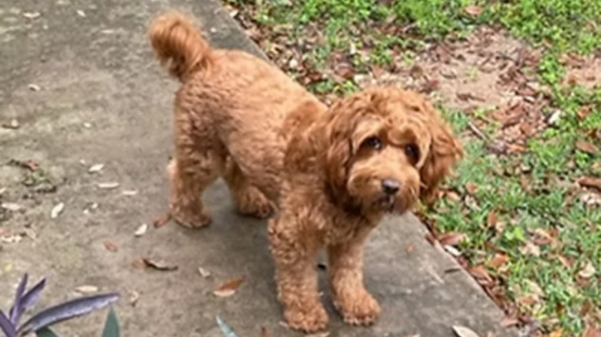 Are There Seasonal Trends for Buying Labrador Puppies in Austin, TX?