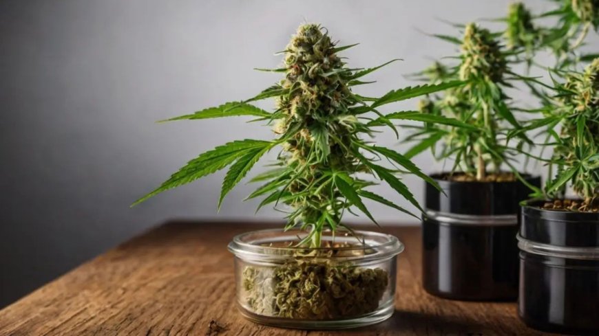 This DC Cannabis Service Offers Exclusive Holiday Discounts on Their Edibles and More