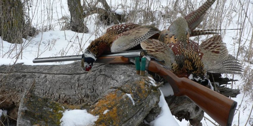 How Women Learn To Hunt Upland Birds In The Bay Area With Support?