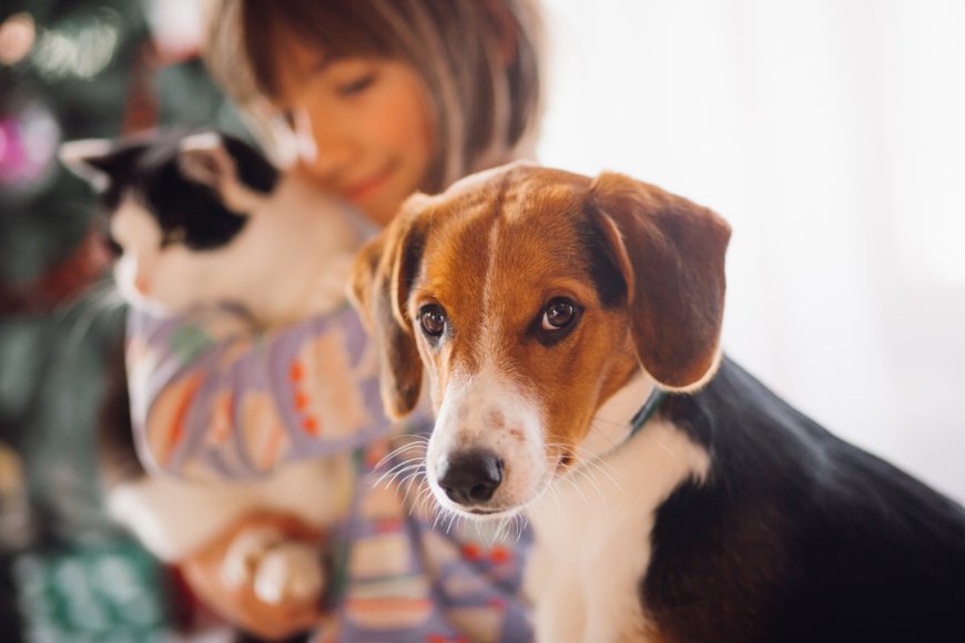 Pet Boarding West Palm Beach: Everything Pet Owners Should Know