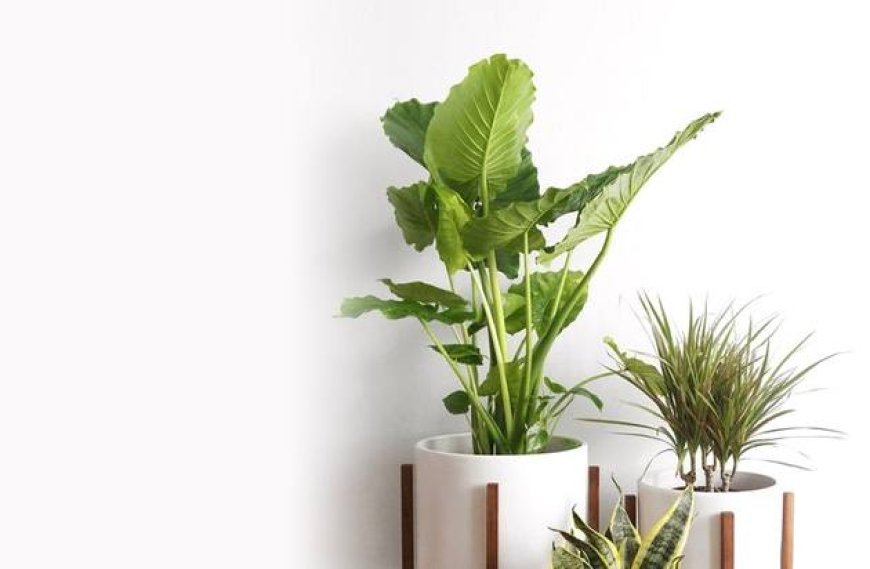 Real Plant Pot And The Quiet Way It Transforms Everyday Spaces
