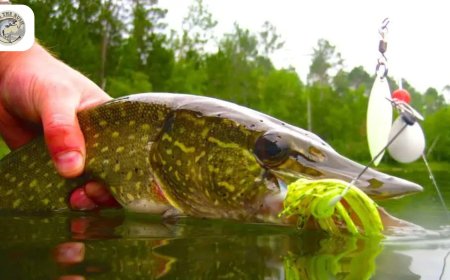 Northern Pike in Alaska: Are You Ready to Tackle the Freshwater apex Predator?