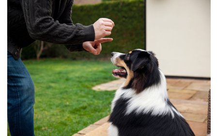 How Does Dog Aggression Rehabilitation Strengthen Trust Between Dogs and Owners?