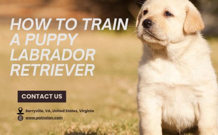 Easy Guide to Field Trial Dog Trainers: How Pat Nolan Supports Retriever Success