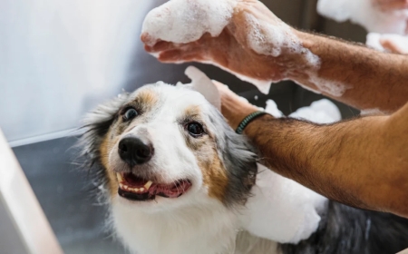 Cage-Free Grooming: A Stress-Free Approach to Modern Pet Care and Comfort