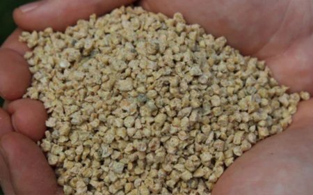 Tips for Maintaining Healthy Lawns with Organic Turf Care