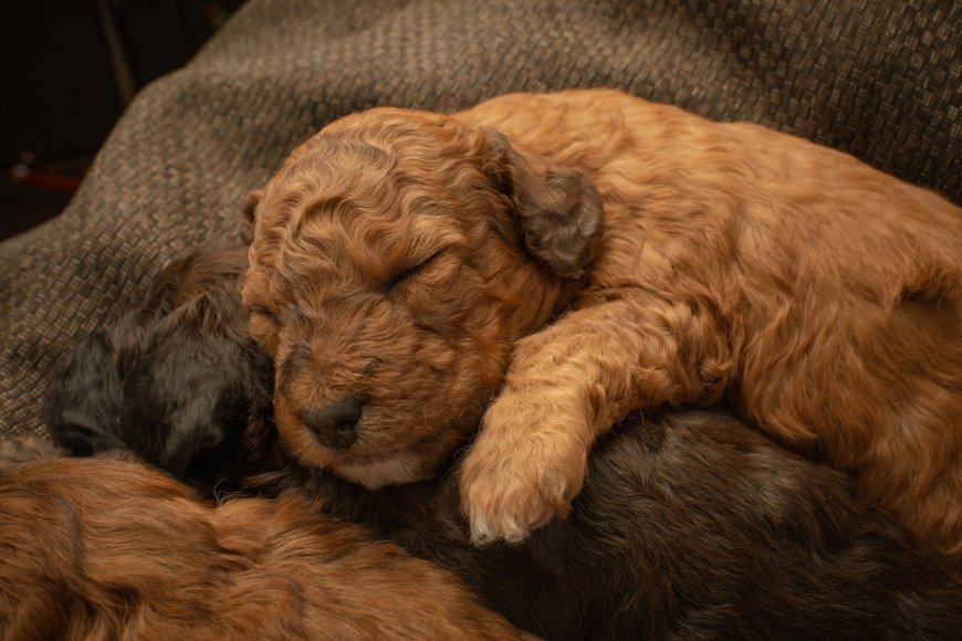 What Should I Look for When Buying a Mini Goldendoodle?