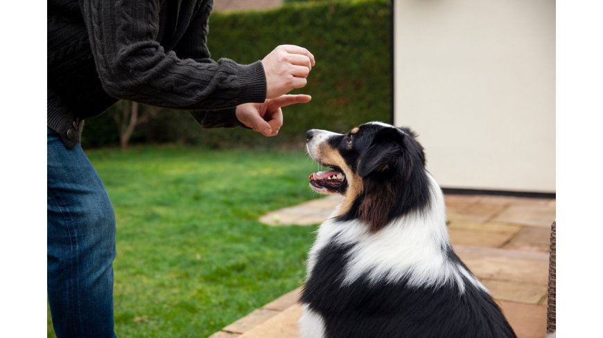 How Does Dog Aggression Rehabilitation Strengthen Trust Between Dogs and Owners?