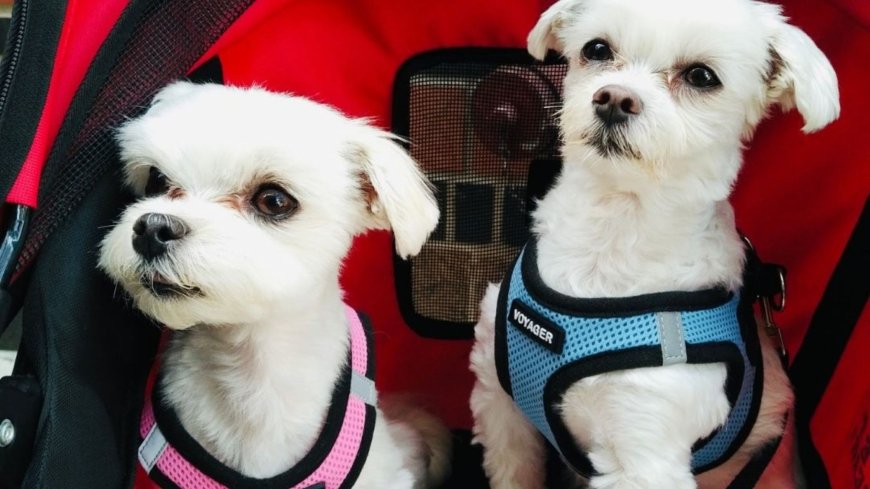 Signs Your Pet Needs Open Door Veterinary Care Immediately