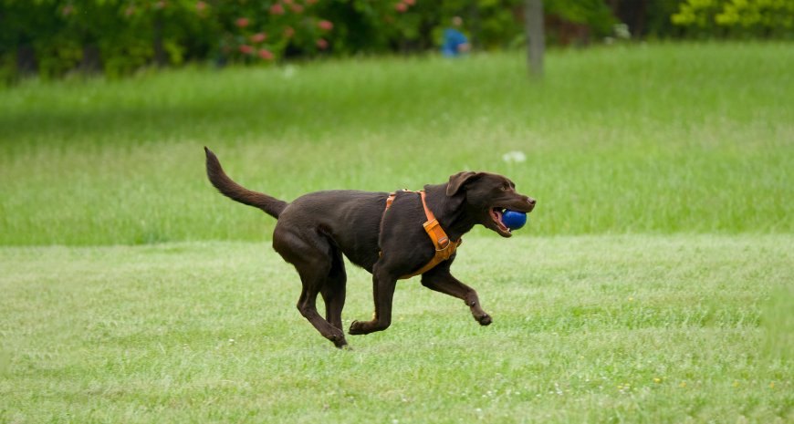 The Role of Dog Training Academy in Chicago in Preparing Dogs for High-Rise and Apartment Living