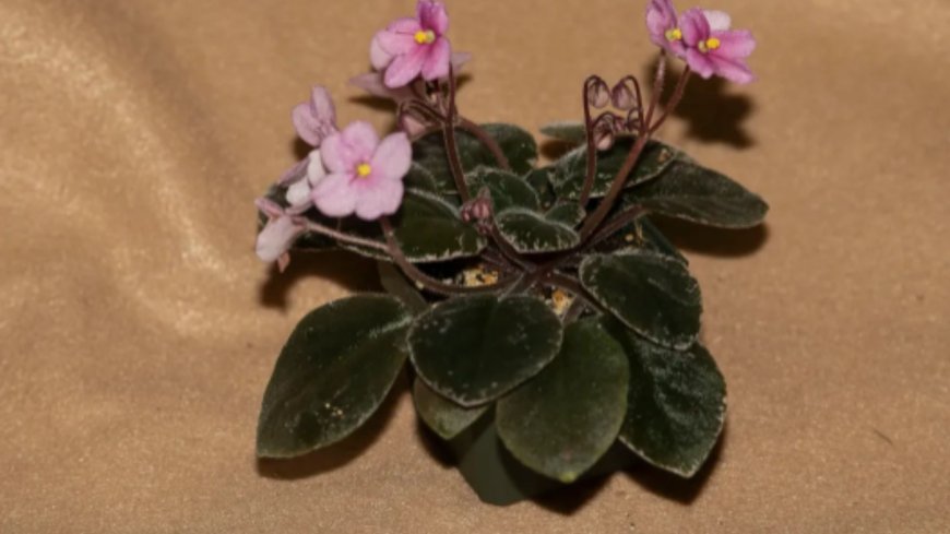 How Miniature Seed Varieties Differ from Standard African Violets