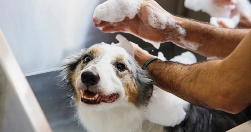 Cage-Free Grooming: A Stress-Free Approach to Modern Pet Care and Comfort