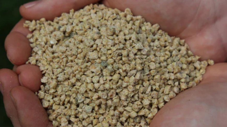 Tips for Maintaining Healthy Lawns with Organic Turf Care