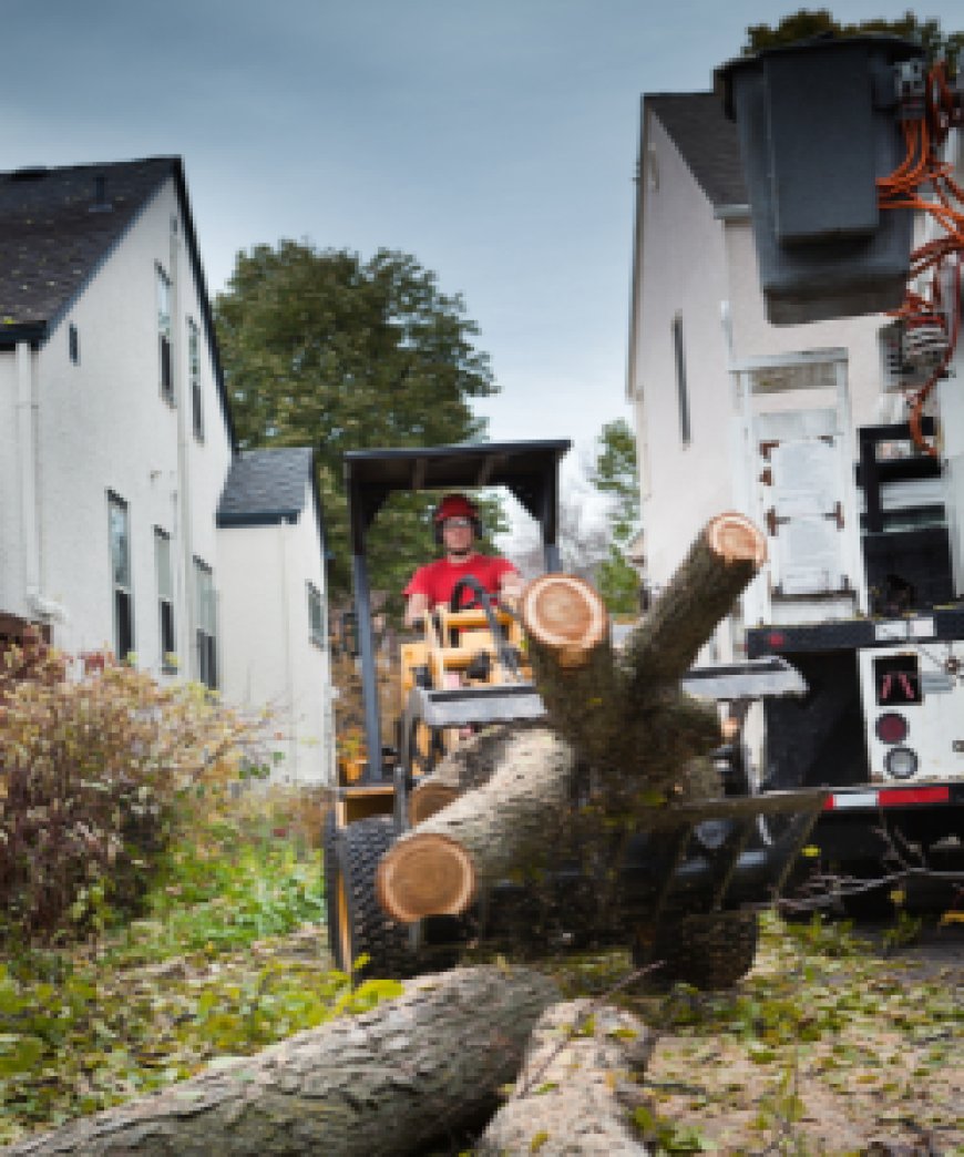 Yard Debris Removal Services | Professional Cleanup by Wilsa Junk Removal